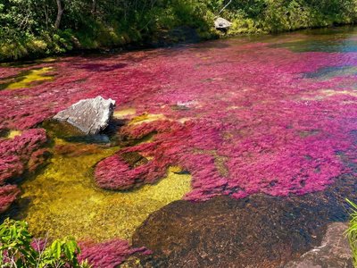 Galería de caño cristales