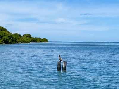 Galería de isla palma