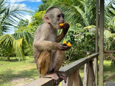Galería de amazonas