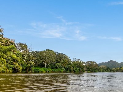 Galería de palomino