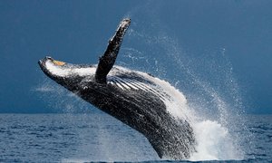 Nuqui: Avistamiento de ballenas y aventuras imperdibles
