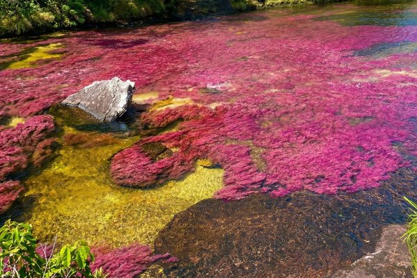 Tour Cano Cristales, experiencia completa