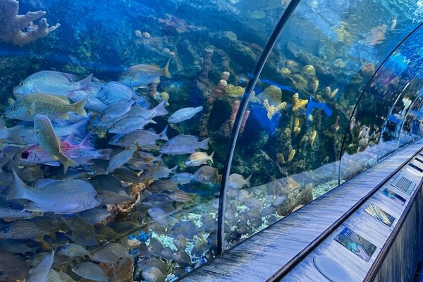 tour playa blanca y acuario