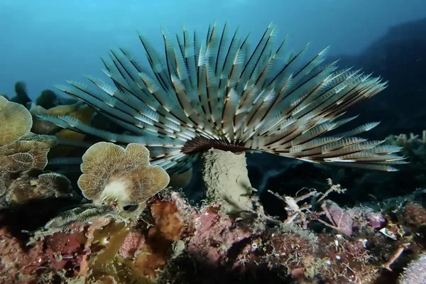 tour snorkeling