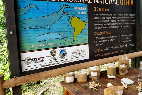 Tour al norte;  Avistamiento de ballenas + Ensenada Utría + Playa Blanca 