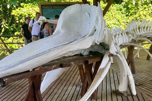 Tour al norte;  Avistamiento de ballenas + Ensenada Utría + Playa Blanca 