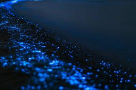 Tour Isla de los pajaros + Plancton