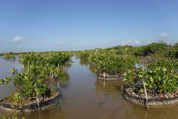 ruta coralina y de manglar