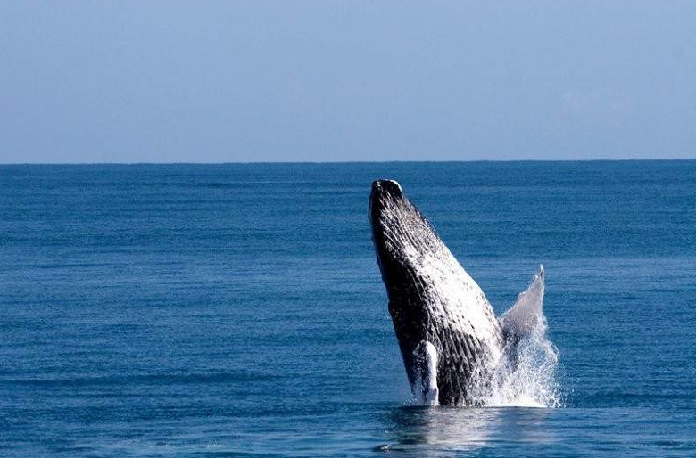 Tour Avistamiento de ballenas