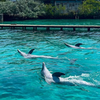 Tour 4 Islas Premium + Acuario (Islas del Rosario)