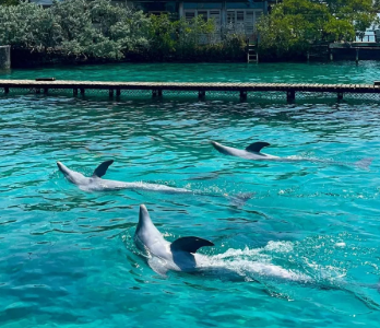 Tour 4 Islas Premium + Acuario (Islas del Rosario)