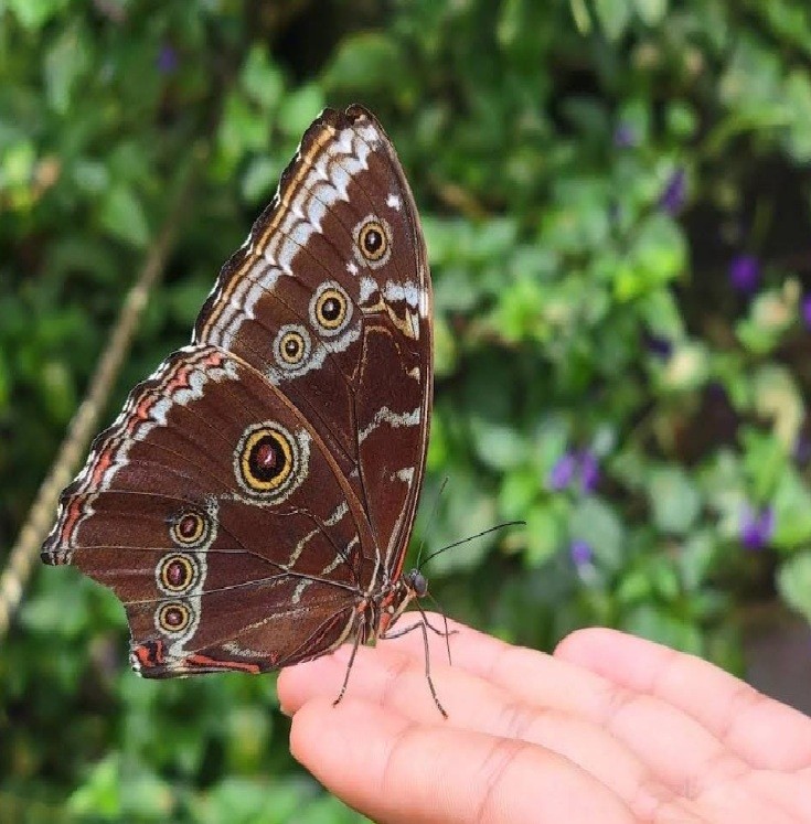 jardín bótanico y mariposario