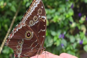 jardín bótanico y mariposario