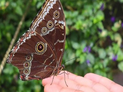 jardín bótanico y mariposario