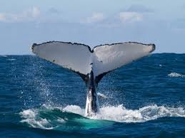 Tour al sur; Avistamiento de ballenas + Termales + Guachalito + Cascada del Amor
