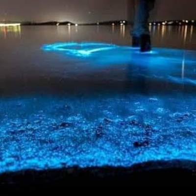 tour 4 islas premium + plancton