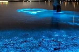 tour 4 islas premium + plancton