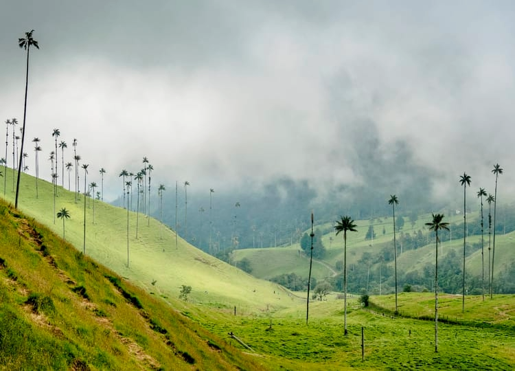 Tour Salento + Cocora + Filandia