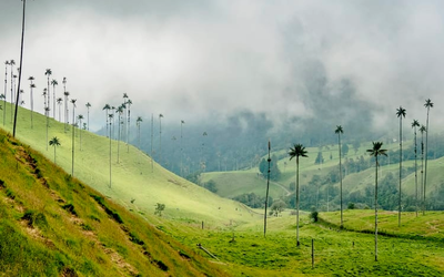 Tour Salento + Cocora + Filandia