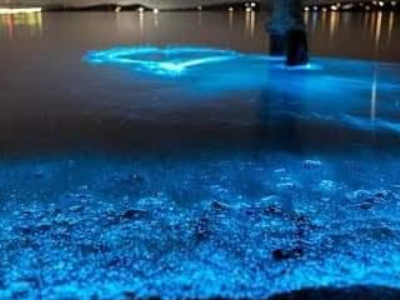 tour playa tranquila + plancton