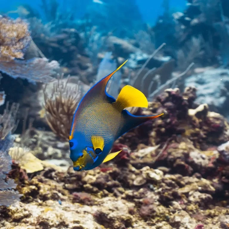 tour snorkeling