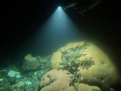 fitoplancton, careteo nocturno