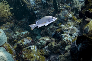 buceo avanzado, 1 inmersión