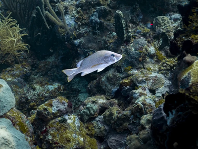 buceo avanzado, 1 inmersión