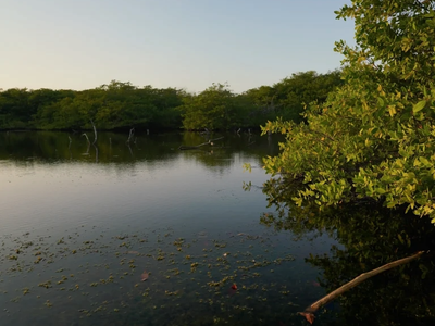 ruta coralina y de manglar