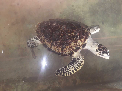 ruta del caimán alegre