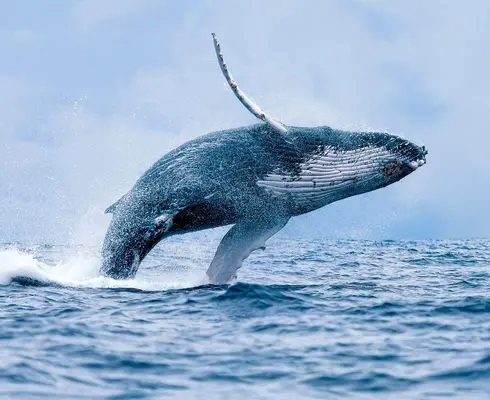 Tour al norte;  Avistamiento de ballenas + Ensenada Utría + Playa Blanca 