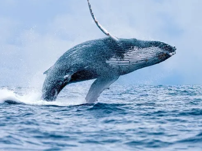 Tour Avistamiento de ballenas + Manglares + Playa Olímpica + Utría + Termales + Cascada del amor